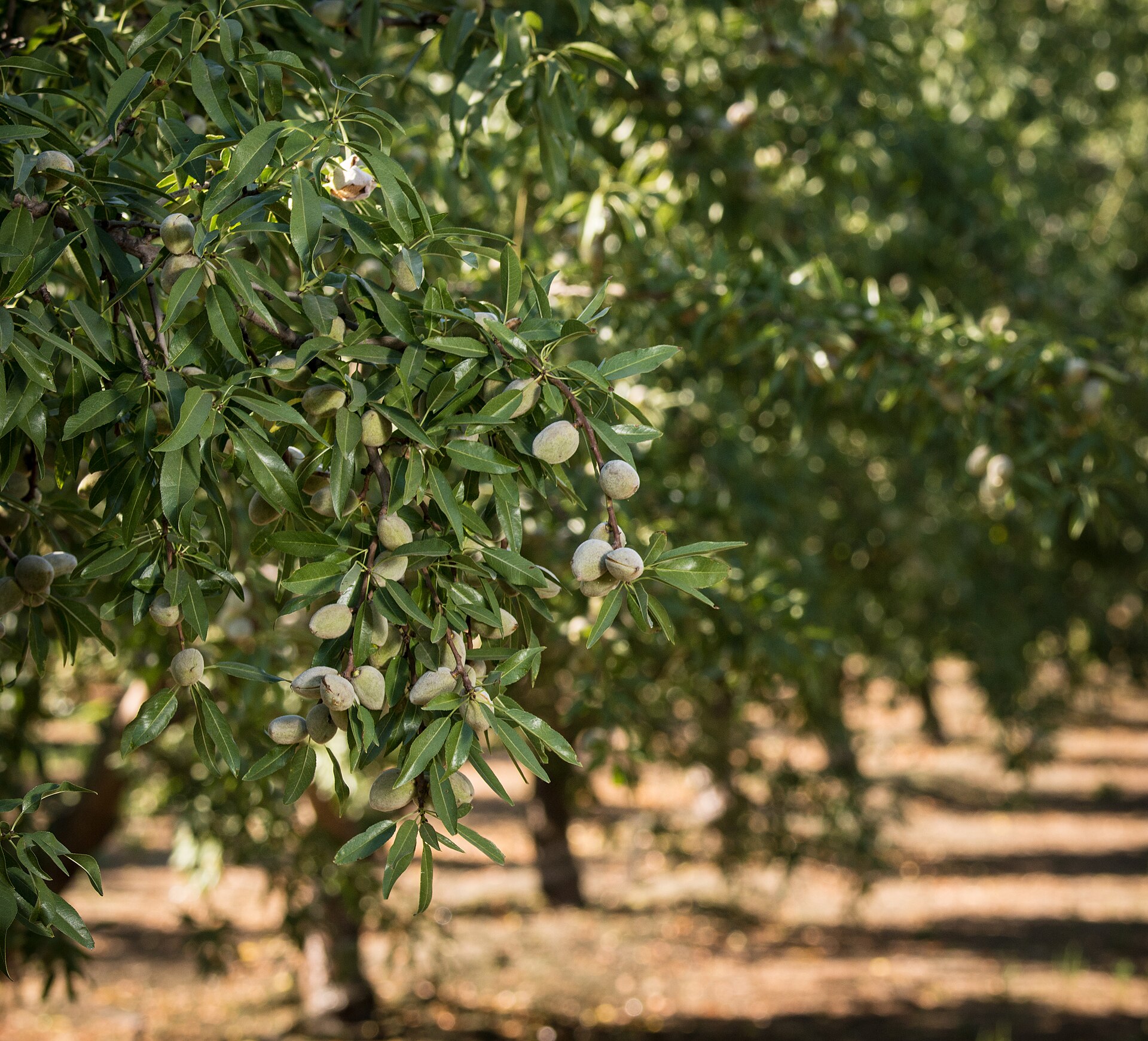 Fresh crop on the tree