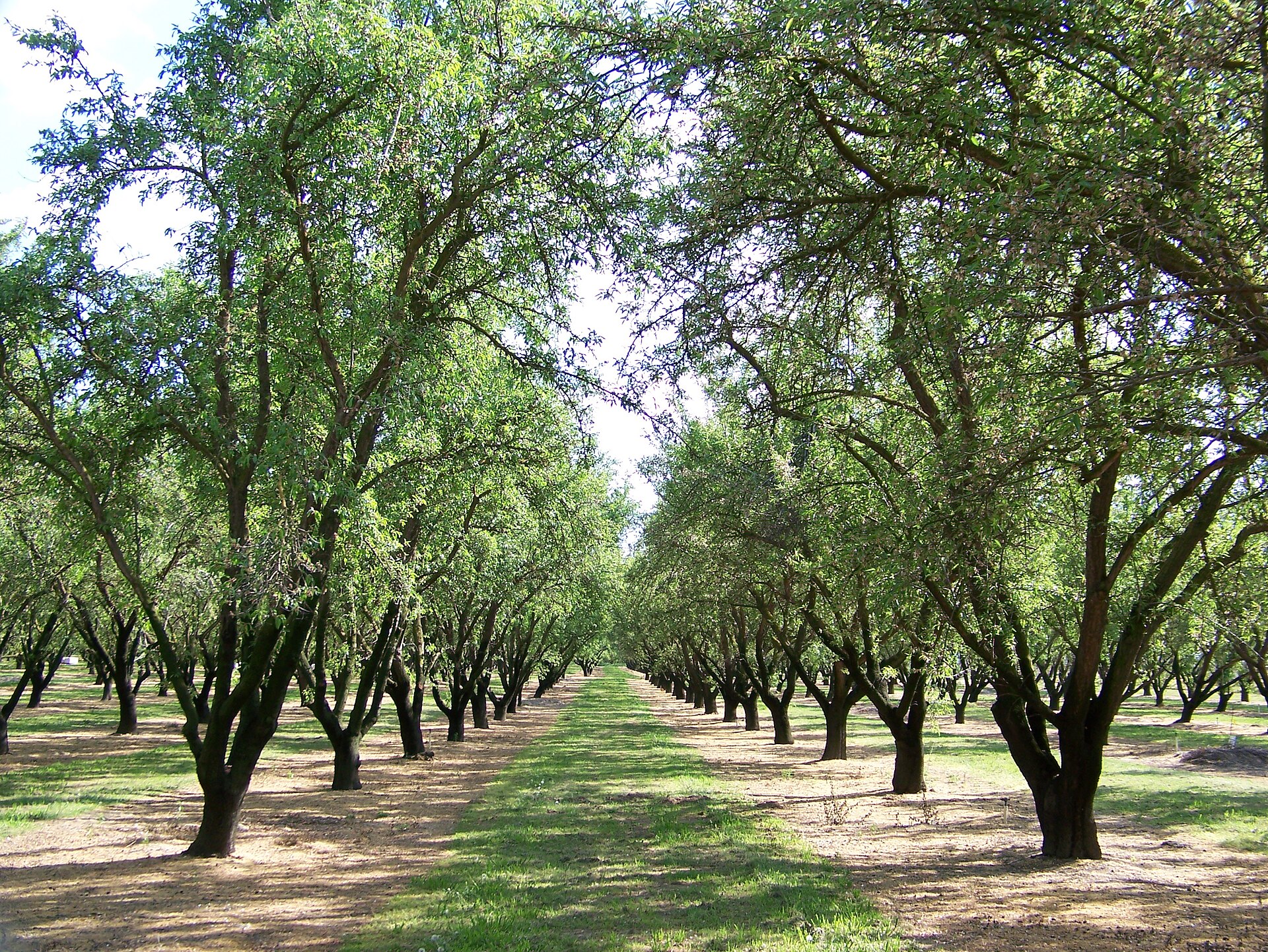 Established California orchards